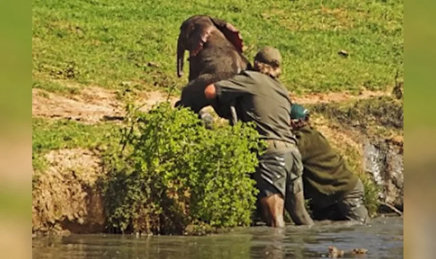 Men save drowning baby elephant and get emotional when herd gives sweetest ‘thank you’