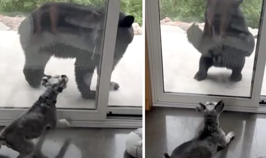 Bear Approaches Family’s Home, And The Old Guard Dog Isn’t Having It