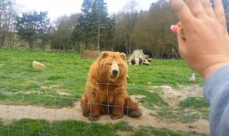 Family waves ‘Hi’ to bear then captures the cutest moment on film