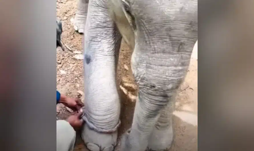 Baby elephant who’s spent entire life in chains can’t contain emotion when he’s finally freed