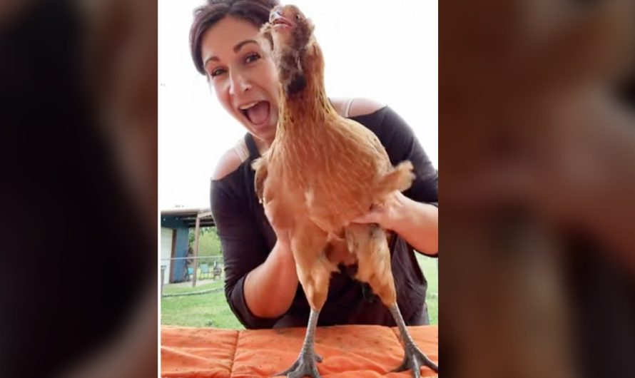 Adorable chicken melts hearts cackling with laughter when owner tickles sides