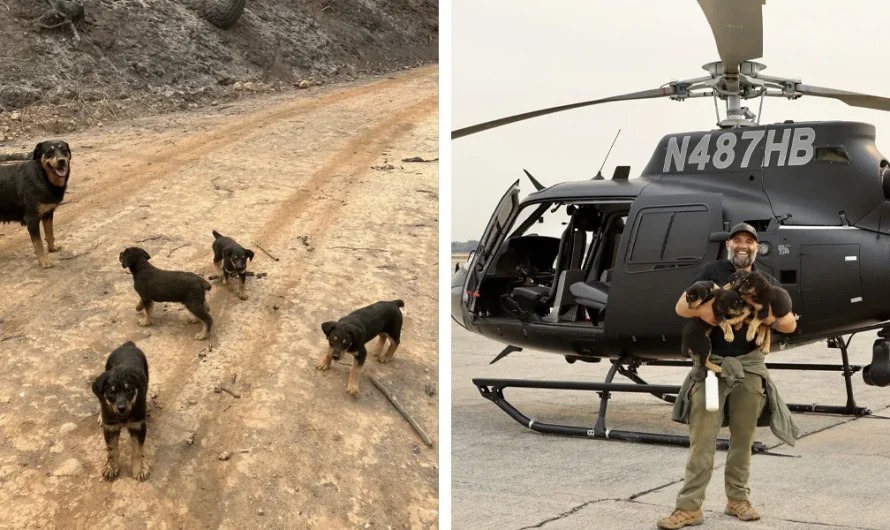 Rescuer Flies Into Wildfire Zone To Save A Family Of Stranded Dogs