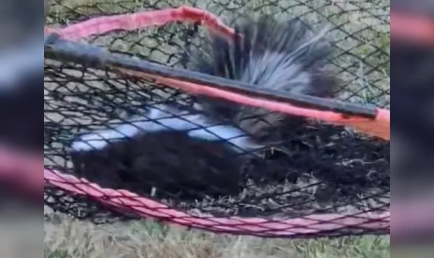 Homeowner Sees White Stripe In Soccer Net — Then Realizes Something’s Wrong