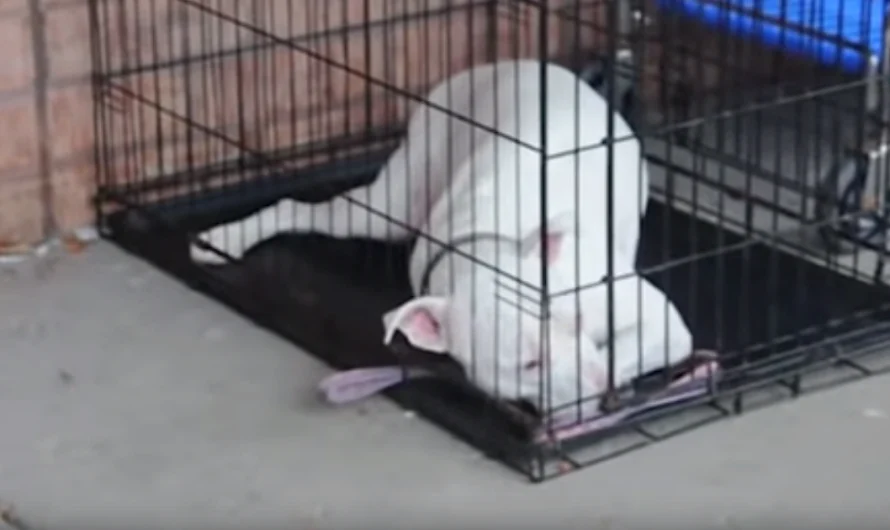 Deaf Dog Caught Off Guard When Soldier Dad Returns Home To Pick Her Up