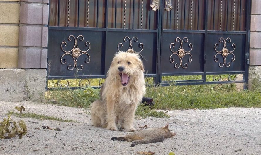 Owner Sold His House, Dumped The Dog Behind, And Oscar Sat ‘Waiting’ At The Gate