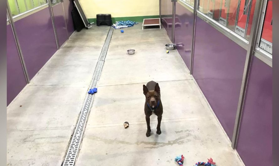 Dog Finds Himself All Alone At Shelter After Everyone Else Gets Adopted