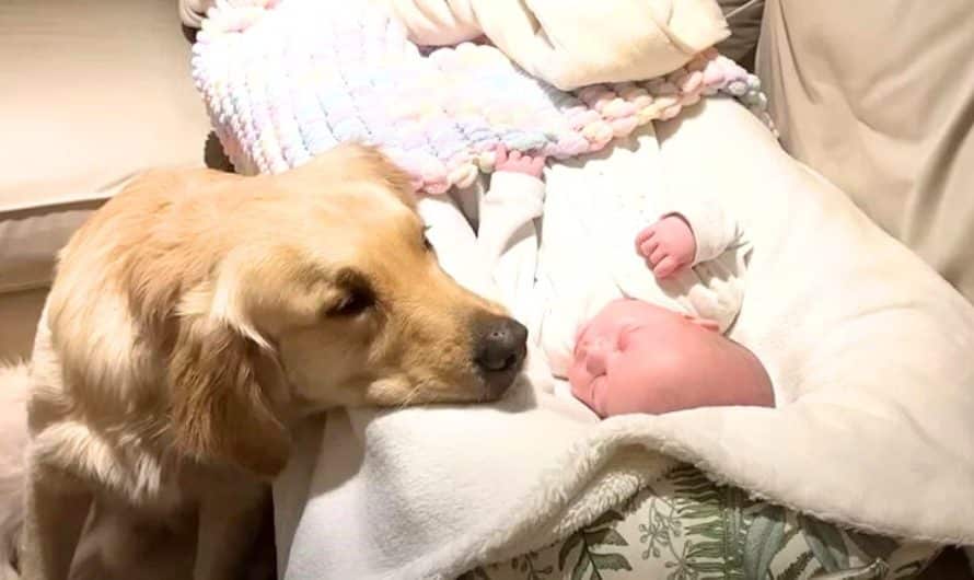 Golden retriever melts hearts falling ‘head over heels’ in love with new baby brother