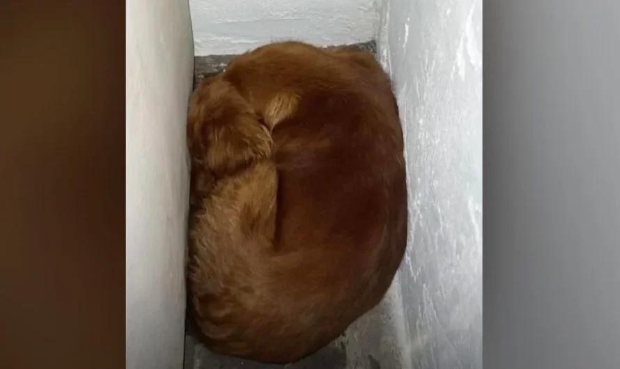 Terrified rescue dog wedges herself between walls and tried to get as ‘small as possible’