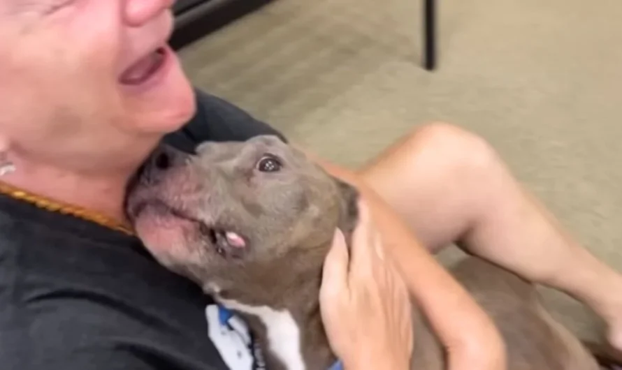 Owner can’t contain emotions when she reunites with lost dog after 8 long years apart