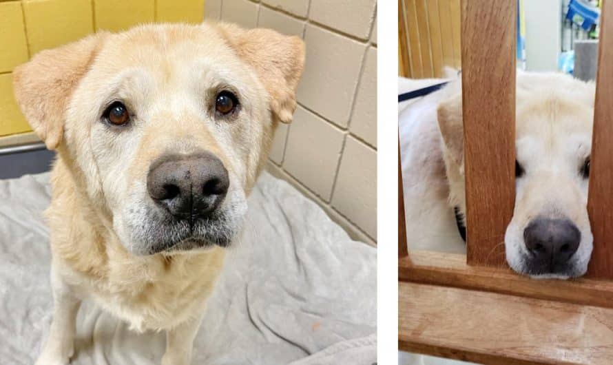 ‘Teddy bear face’ senior dog doesn’t understand why he’s been returned to shelter seven times