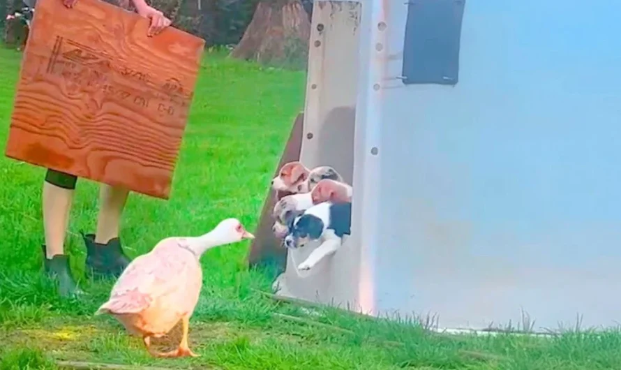 Disabled duck who ‘nobody wanted’ can’t contain emotions when she finds her ‘true calling’