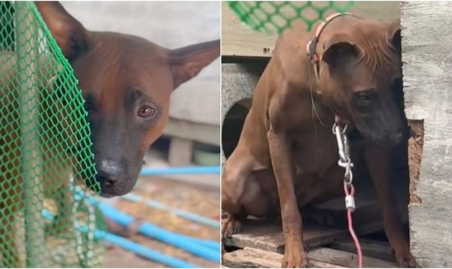 Dog Relieved When Kind People Came To Free Her, But Owner Said No