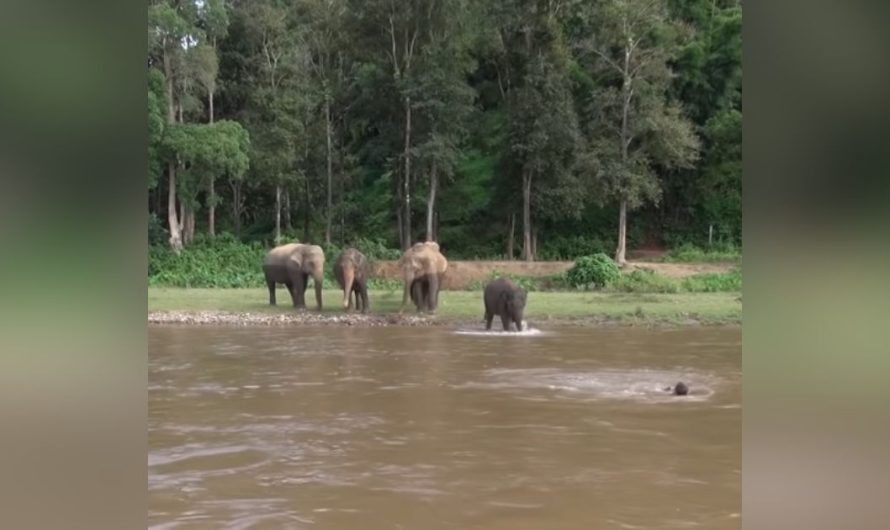 Sweet elephant thinks caretaker is drowning & runs in for adorable rescue that earns 22M views