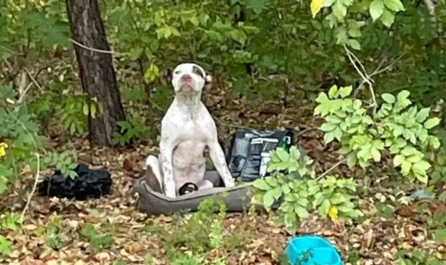 Puppy abandoned in the woods with all his belongings waits for someone to notice him