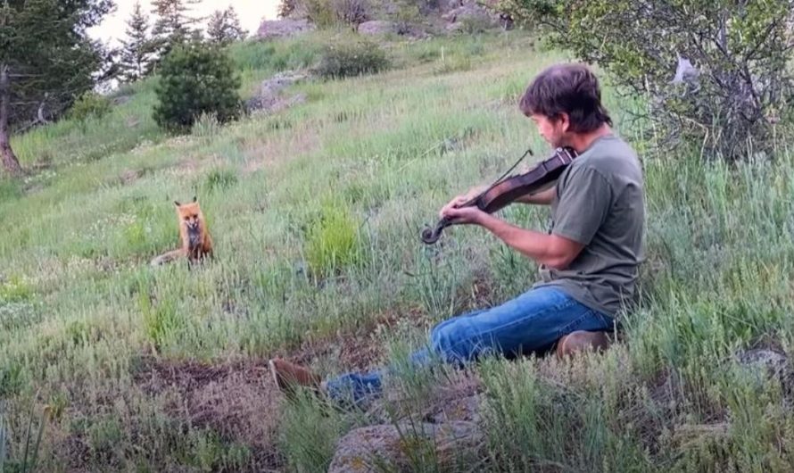 Dad plays music in yard and wild fox returns each day for free concerts