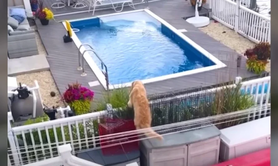 Golden retriever spots neighbor’s pool and his ‘sneaky’ move earns 4M views