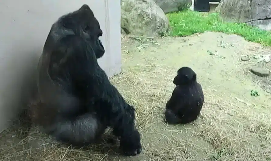 Dad gorilla tries to keep his cool as baby throws funniest ‘tantrum’