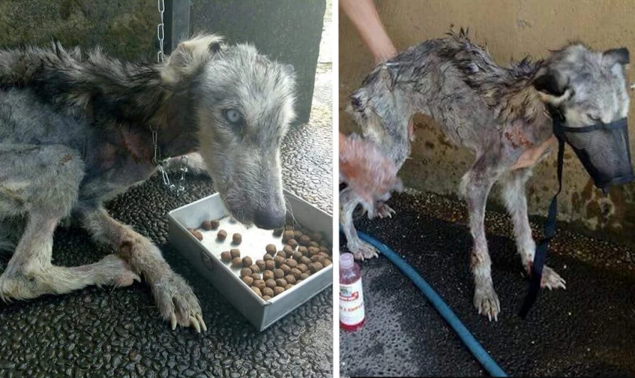 Man Rescued Malnourished Husky Off The Street But Never Dreamed She’d End Up So Beautiful