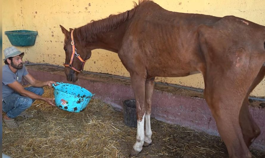 Rescuers hearts break upon sight of suffering horse that’d been neglected for years