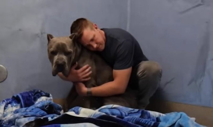 Giant Cane Corso was returned to the shelter because of his anxiety gets 2nd chance