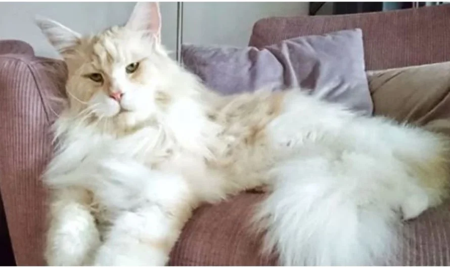 Woman shares photos of her massive Maine Coon cat and millions are in love