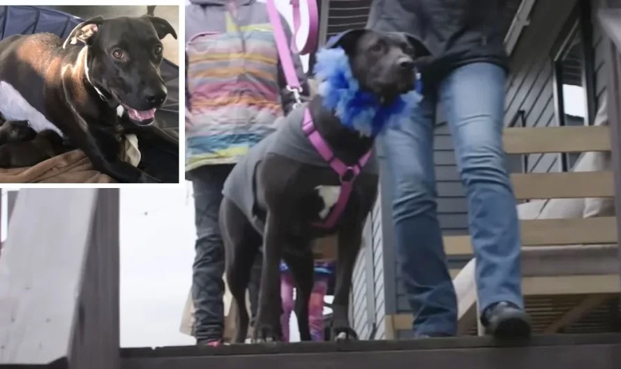 Mama dog spots her 12 pups after nearly a year apart and heart-melting scene unfolds