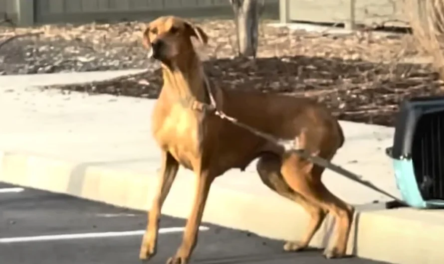 Mama dog’s abandoned outside shelter, then staff spot her babies tied to her