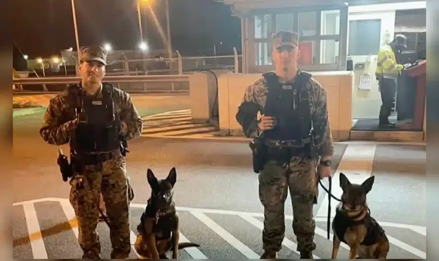 Marines reunite with former service dogs they were forced to leave behind