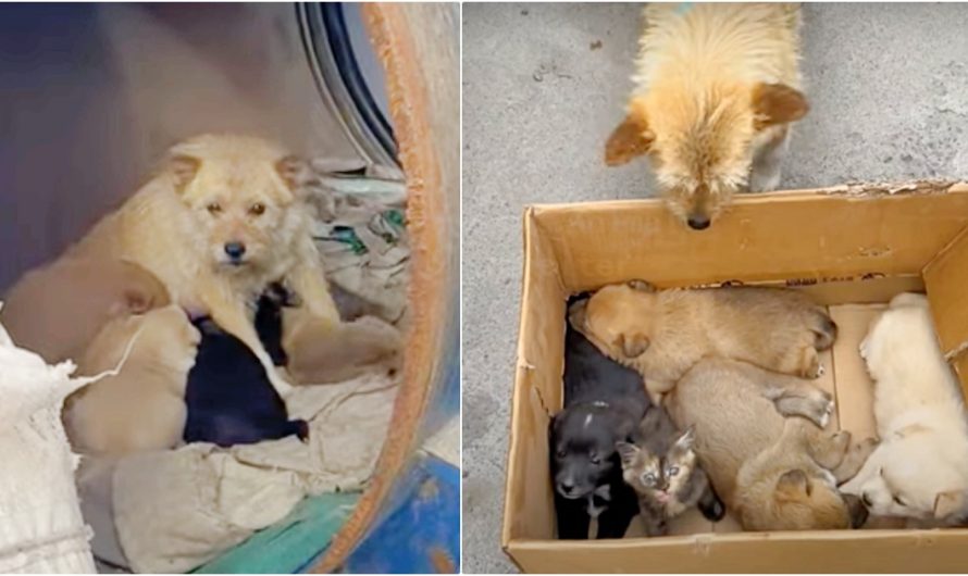 Woman Meets Dog Living In Barrel With Her Babies But They Were ‘Not-All-Puppies’