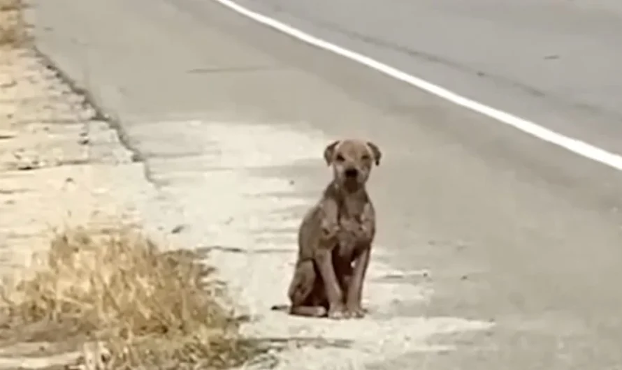 He Sat By The Road Missing His Once-Shiny Coat And Needing Love