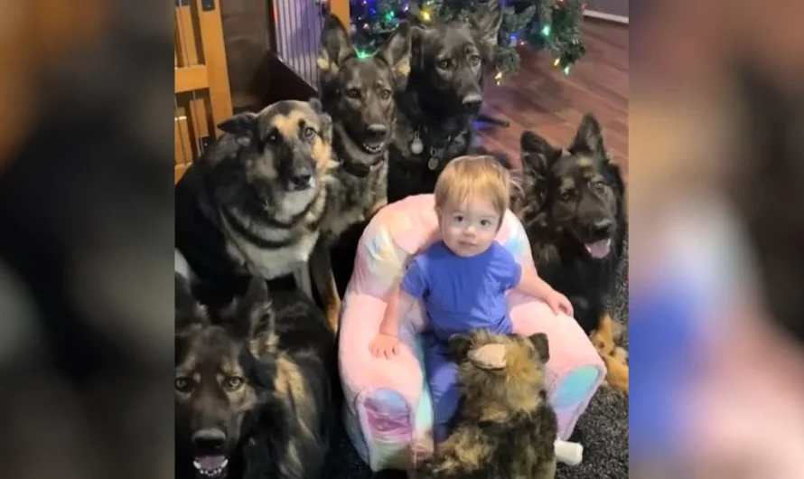 Mom raises baby around 5 German Shepherds then notices her funny behavior