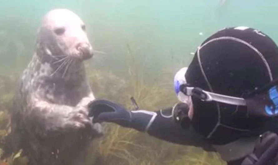 Friendly seal swims up to diver and melts hearts with his ‘adorable request’