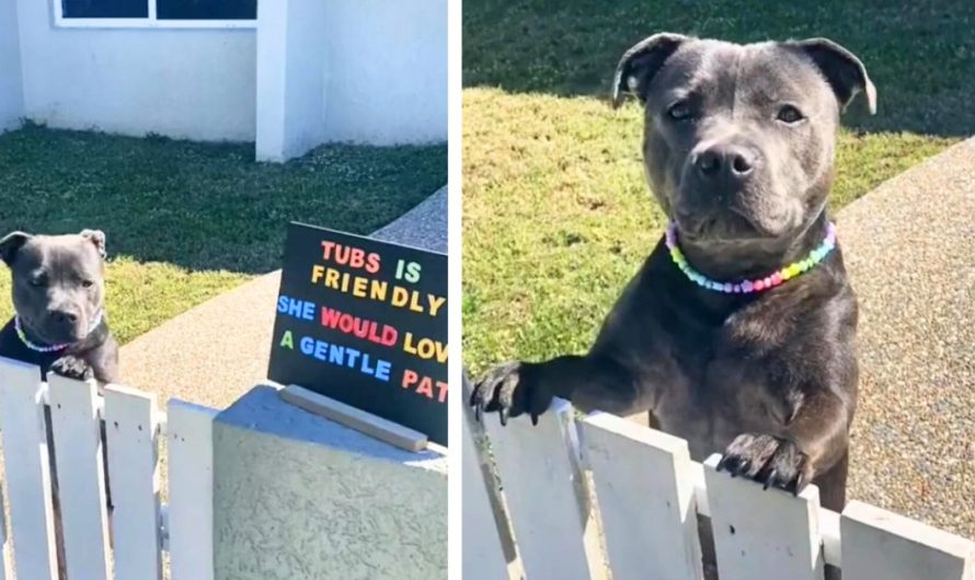 Adorable Staffy Lives For Pets, So Owner Puts Up Sign And Films Reaction From Passers-By