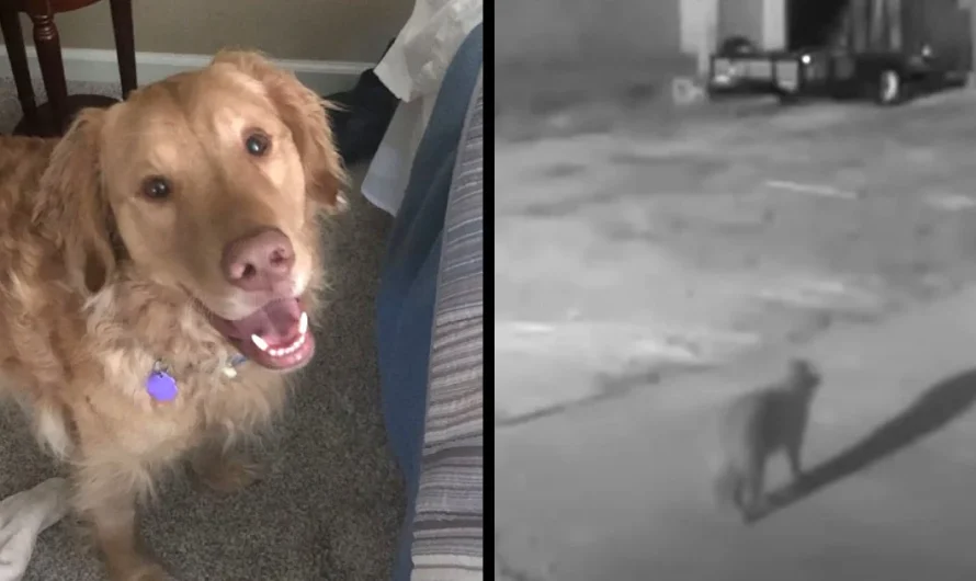 Family dog goes missing then 1 yr later he’s spotted on hidden camera