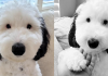 SNOOPY IN REAL LIFE: BAYLEY, THE DOG, IS THE CARTOON DOG’S IDENTICAL TWIN.