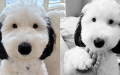 SNOOPY IN REAL LIFE: BAYLEY, THE DOG, IS THE CARTOON DOG’S IDENTICAL TWIN.