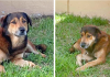 Loyal pup stands guard for over a month outside home where he last saw family