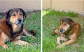 Loyal pup stands guard for over a month outside home where he last saw family