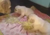 Mama Dog’s Hilarious ‘Scolding’ of Squabbling Puppies Goes Viral