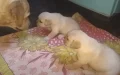 Mama Dog’s Hilarious ‘Scolding’ of Squabbling Puppies Goes Viral