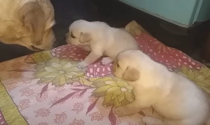 Mama Dog’s Hilarious ‘Scolding’ of Squabbling Puppies Goes Viral