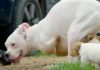 Dog with 2 legs learns there’s “nothing he can’t do” when he meets puppies