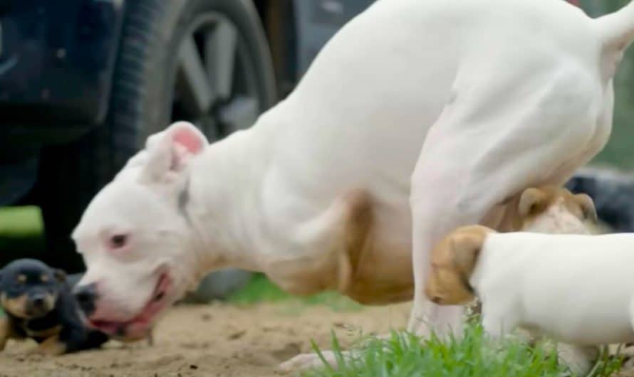 Dog with 2 legs learns there’s “nothing he can’t do” when he meets puppies