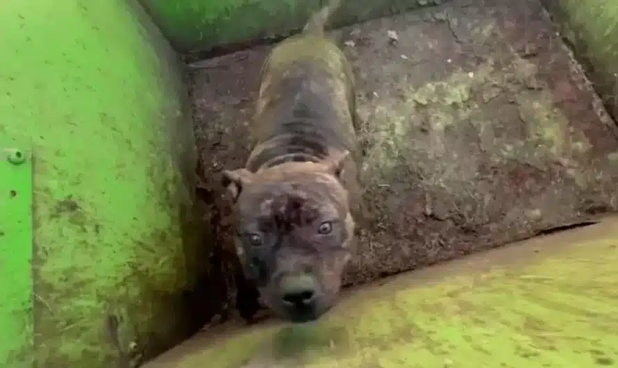 Rescuers Opened Dumpster Lid And Discovered The Most ‘Adorable’ Eyes Looking Back