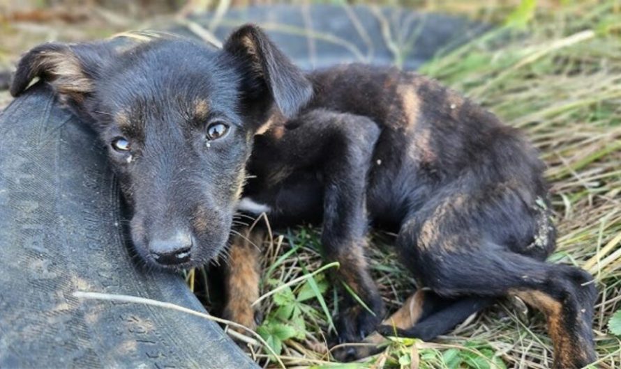 Rescuers Received A Call About A Sick Puppy In The Middle Of Nowhere And Rushed To His Aid