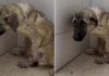 Fearful Crying Dog Abandoned By Owners And Tied To A Fence Learns What Happiness Looks Like