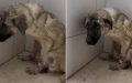 Fearful Crying Dog Abandoned By Owners And Tied To A Fence Learns What Happiness Looks Like