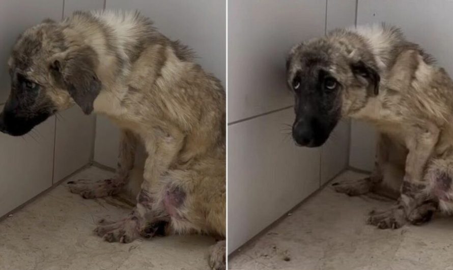 Fearful Crying Dog Abandoned By Owners And Tied To A Fence Learns What Happiness Looks Like