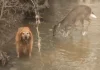 Golden Retriever Meets Deer in Woodland Pond, Their Playful Antics Go Viral