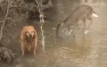 Golden Retriever Meets Deer in Woodland Pond, Their Playful Antics Go Viral